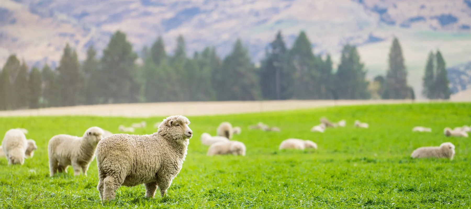 New Zealand